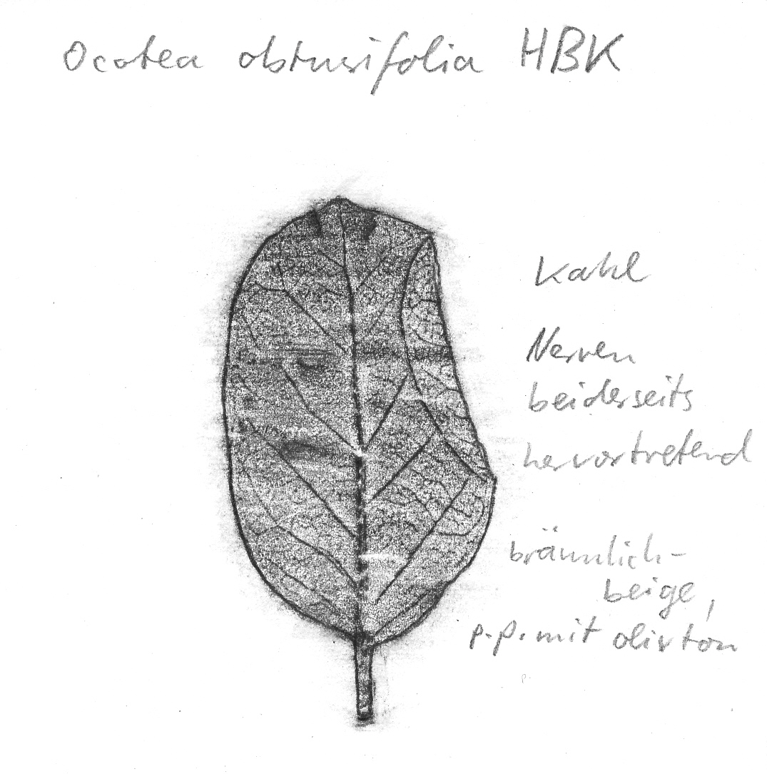 Vorschaubild Ocotea obtusifolia Kunth